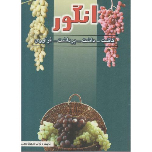 انگور  کاشت  داشت  برداشت  فرآوری   امیرقاسمی