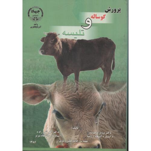 پرورش گوساله و تلیسه فرهومند  جهاد آذربایجان غربی