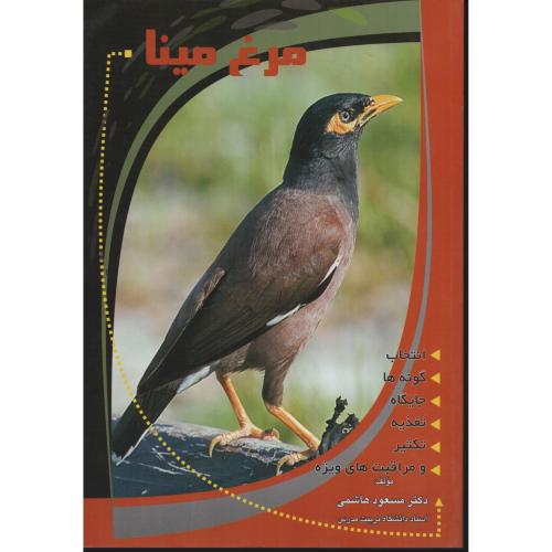 مرغ  مینا   هاشمی